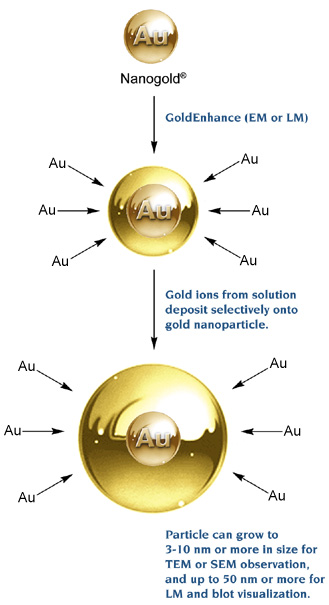 [Gold enhancement mechanism (60k)]