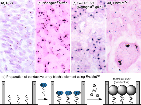 [Metallographic in situ hybridization results (129k)]