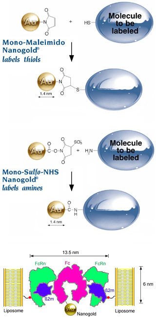 [Nanogold labeling reagents and structure of Nanogold-Fc-FcRn liposomes (81k)]