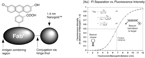 [Structure of Fab'-FluoroNanogold, and Frster Energy Transfer for Fluorescein and Nanogold (42k)]