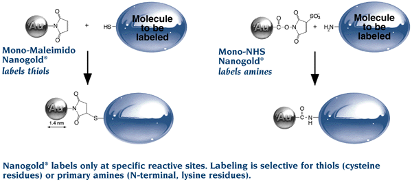 [Nanogold Labeling Reagents and Reactions (37k)]