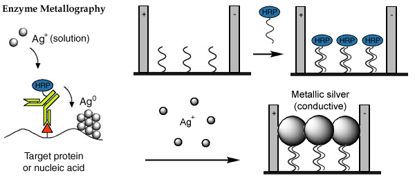 [Enzyme metallography electrical DNA detection on biochips (49k)]