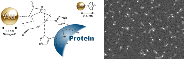 [Ni-NTA-Nanogold structure and STEM (48k)]