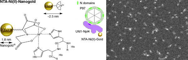 [NTA-Ni(II)-Nanogold Labels p97-Ufd1-Npl4 complex (53k)]