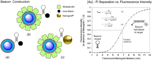 [Quantum dot beacon linkage strategies, and fluorescence quenching with Nanogold (61k)]