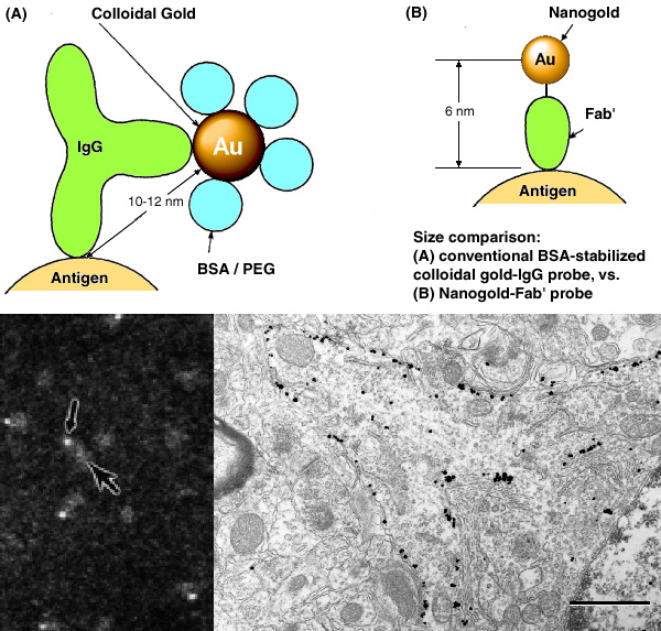 Nanogold®-Fab' labeling