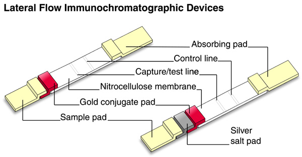 Construction of lateral flow immunochromatographic devices using colloidal gold and silver-enhanced gold [(53k)]
