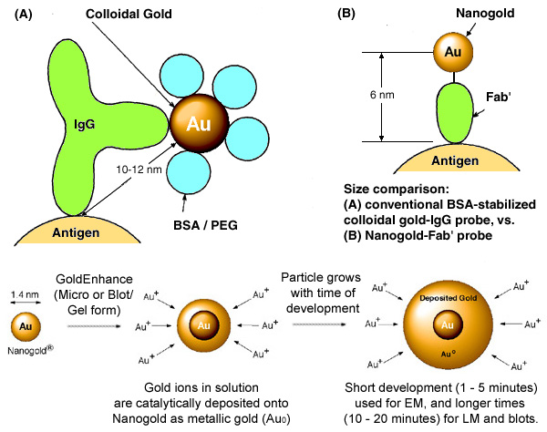 [Nanogold-Fab' vs. Colloidal gold-IgG, and GoldEnhance (92k)]