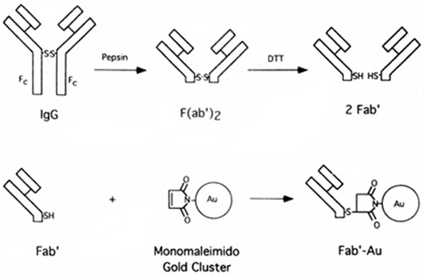 [Antibody and Fragment Labeling with Monomaleimido Nanogold (37k)]