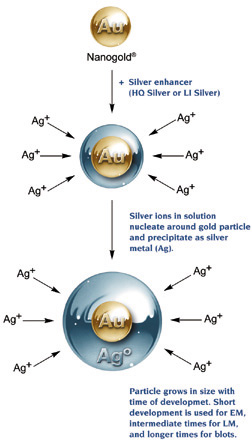 [Silver enhancement of Nanogold (79k)]