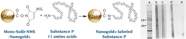 [Nanogold labeling of Substance P (39k)]