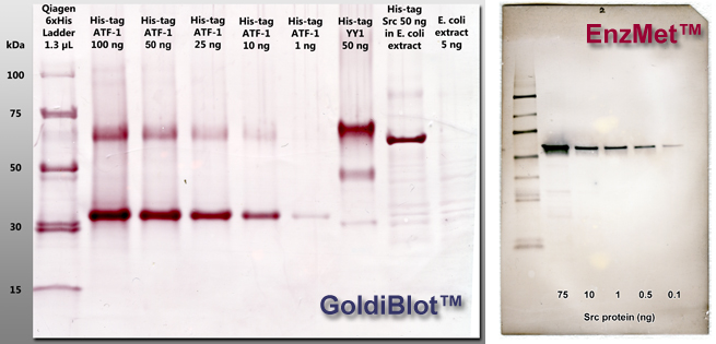 Western blots