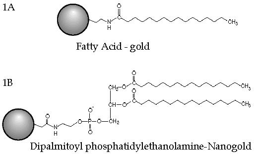 [Figure 1: Gold-lipid structures] (6k)
