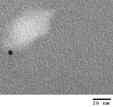 Figure 2. Negatively stained EM images of T7 virus particles labeled with 5 nm Ni-NTA-large gold. 