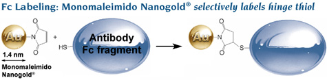 Nanogold-labeled Fc labeling of Fc using Monomaleimido Nanogold to label hinge thiol