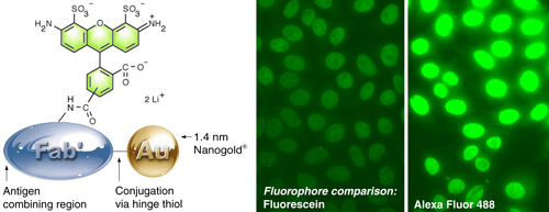 (Left) Alexa Fluor 488 – Fab’  FluoroNanogold. (Right) Comparison of fluorescein with Alexa Fluor 488 FluoroNanogold™. The same camera exposure was used, to show the difference. Specimen is a positive pattern control slide from a commercial test kit for quantitating human anti-nuclear antibodies (NOVA LiteTM ANA HEp-2) in human serum, stained using the positive control primary antibody, mouse anti-human nuclear antibody secondary, and FluoroNanogold™ - Fab' tertiary probe; both specimens were washed with PBS (30 minutes) between each step. 7 % nonfat dried milk was added to the tetiary antibody solution (original magnification 400 X). 