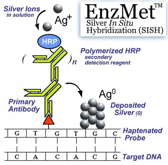 The mechanism behind EnzMet Silver In Situ Hybridization