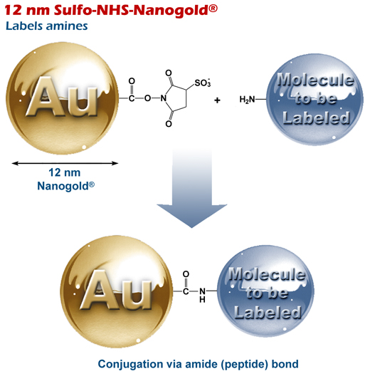 12 nm <em>Sulfo-NHS</em>-Nanogold<sup>®</sup> labels amines