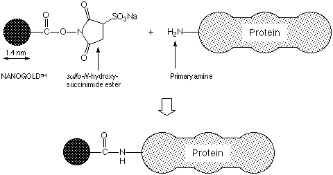 Mono-Sulfo-NHS-Nanogold: Labeling Reaction (4k)