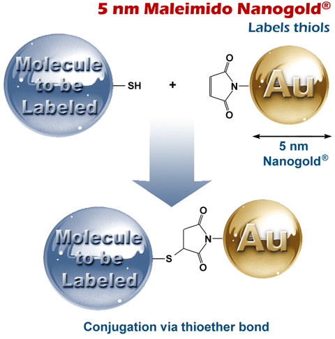 5 nm Maleimido Nanogold<sup>®</sup> labels thiols