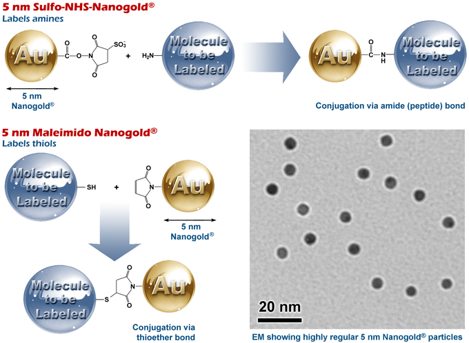 Nanogold® labeling reactions