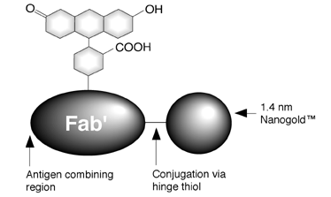 Configuration of FNG-Fab' (34k)