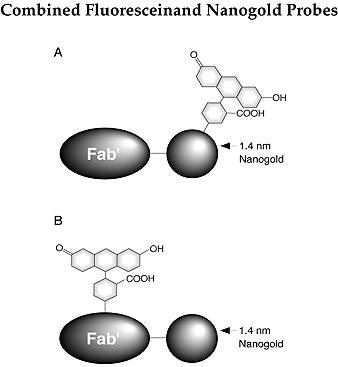 Fluorescein/Nanogold Probes (23k)