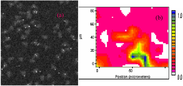 [Fig. 2: Micrographs] (72k)