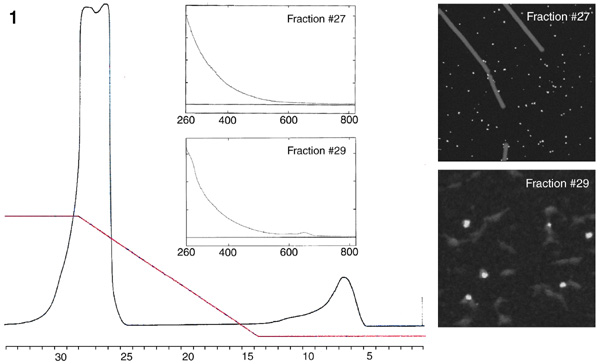 [Figure 1: HA-1 Separation of [Au3nm]-Fab-Cy5 with STEM micrographs and spectra] (52k)