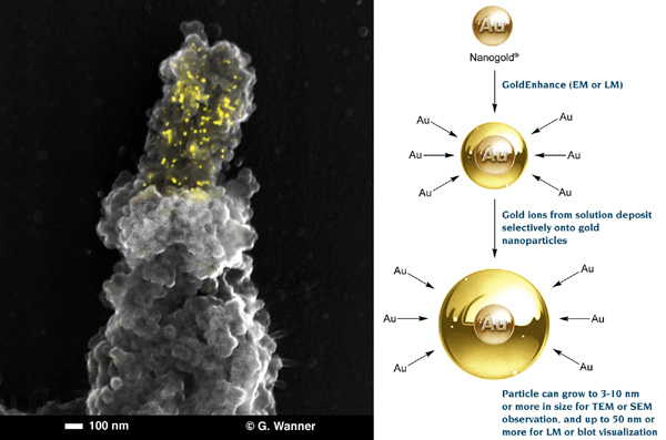 [Combined Fluorescence and SEM Labeling, and Gold Enhancement (76k)]