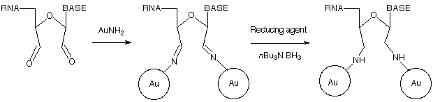 [Nanogold-Aldehyde Labeling (3k)]