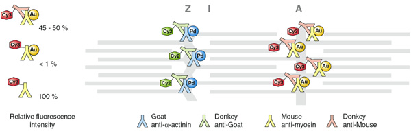 [Correlative double immunofluorescence and EM labeling scheme (41k)]