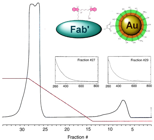 [Chromatographic separation and spectroscopic characterization of Au3nm-Fab'-Cy5 probes (77k)]