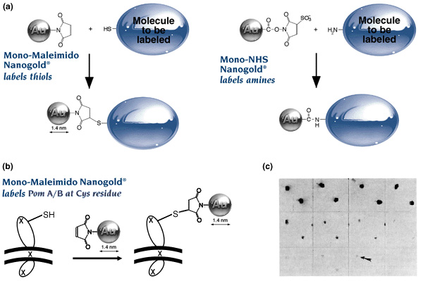 [Nanogold labeling reagents, labeling of PomA/B, and blot (77k)]