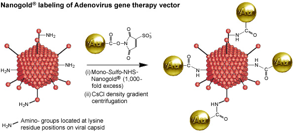 [Labeling of adenovirus capsid at lysine residues with Mono-Sulfo-NHS-Nanogold (69k)]