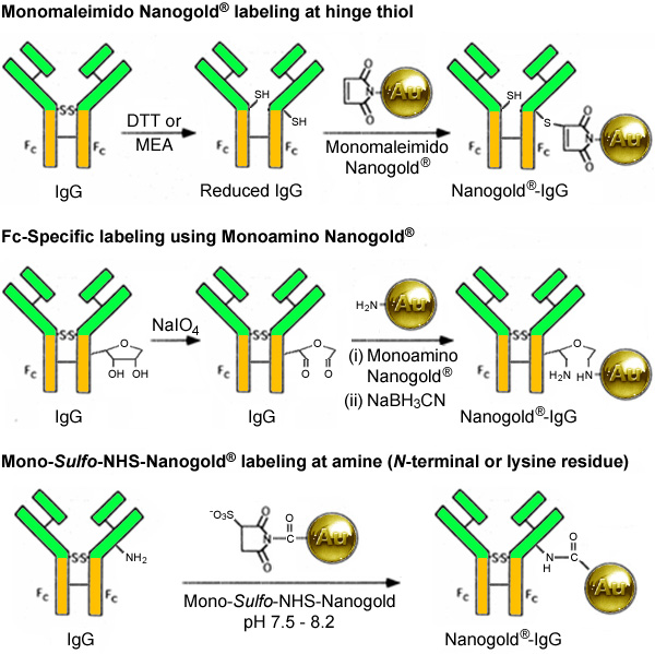 [Synthetic strategies for IgG labeling with Nanogold (152k)]