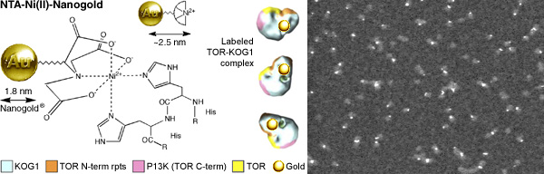 [NTA-Ni(II)-Nanogold structure, and labeling of the KOG1-TOR complex (58k)]