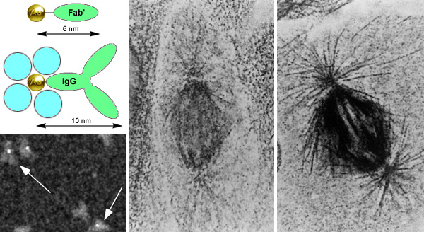 [Nanogold conjugates: size comparison with colloidal gold, STEM micrograph and LM labeling (103k)]