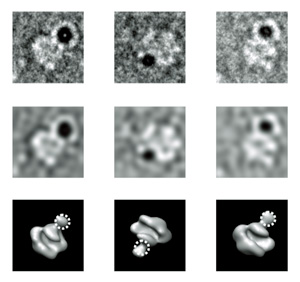 TEM projections of RNA polymerase II-TFIIF labeled with 5 nm NTA-Au: raw images in first row, filtered images in the second and the corresponding views of RNA polymerase II.