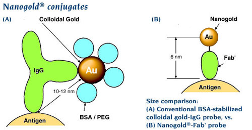 (Top) Nanogold-Fab’ vs. colloidal gold; (above) Nanogold® labeling reagents may be used to selectively label thiols and amines. 