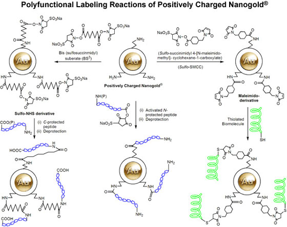 Reactions of Positively Charged Nanogold, comparing direct reaction with activated carboxylic acids vs. activation with cross-linkers for selective reaction with amines or thiols. 