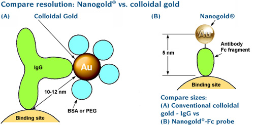 Compare resolution: Nanogold vs. Colloidal Gold