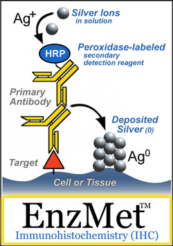 EnzMet enzyme metallography: How it works.