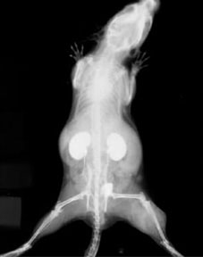 Live mouse, 5 minutes after injection with AuroVist X-ray contrast agent.
