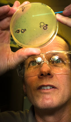 Dr. John Dubendorff examines cancer cells in culture in an experiment at the Nanoprobes lab.