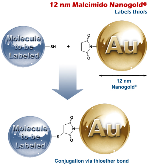 Schematic showing reaction of 12 nm Maleimido Nanogold® with a thiol-functionalized molecule.