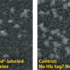 Left: Ni NTA-Nanogold® clearly labels His-tags: Knob protein from adenovirus cloned with 6x-His tag, labeled with Ni-NTA-Nanogold, column purified from excess gold, and viewed in the scanning transmission electron microscope (STEM) unstained (Full width approximately 245 nm). Right: Near zero background with same protocol on sample without His-tags.