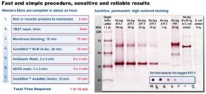 Upgrade your western blots for His tags with Ni NTA-Nanogold! Fast, cheap, simple, archival. No antibodies, chemiluminescense; develops to the naked eye.