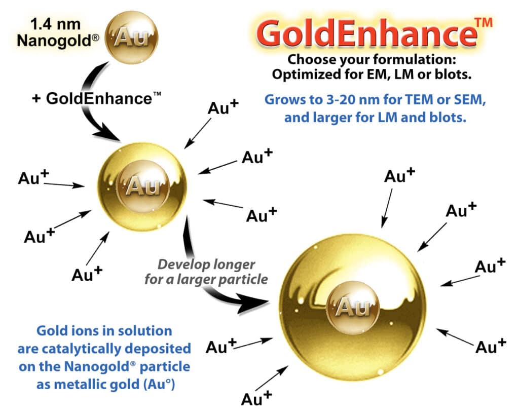 GoldEnhance nanoparticle developer for sharp, archival labeling for EM, LM and blots