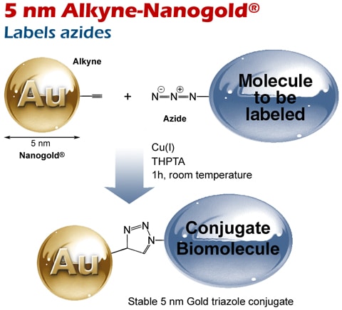 Reaction of 5 nm Alkyne-Nanogold® with (top) an azide via copper-catalyzed (CuAAC) click reaction.